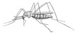 Mosquito/Culicidae, vintage illustration.