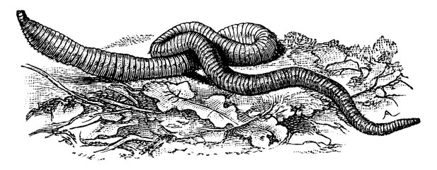 Canvas Print - Earthworm/Annelida, vintage illustration.