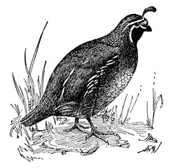 Wall Mural - quail, vintage illustration