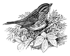 Wall Mural - Song Sparrow/Melospiza fasciata, vintage illustration