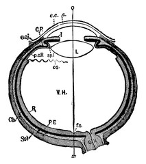 Wall Mural - Human Eye, vintage illustration.