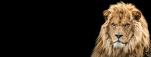 Template Of Lion With A Black Background
