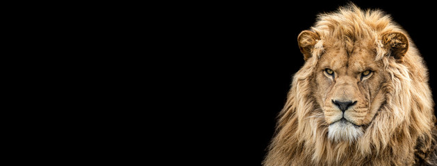 Wall Mural - template of lion with a black background