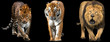 Template of Lion, Tiger and Panther with a black background