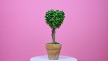 Love Concept - Heart Shaped Topiary Tree Spinning On Pink Background