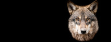 Template Of Grey Wolf With A Black Background