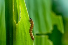 What Causes The Maize Leaves Being Damaged,Corn Leaf Damaged By Fall Armyworm Spodoptera Frugiperda.Corn Leaves Attacked By Worms In Maize Field.