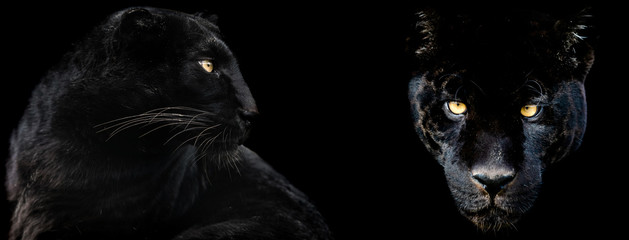 Template of Black panther with a black background