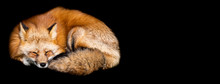 Template Of Red Fox With A Black Background