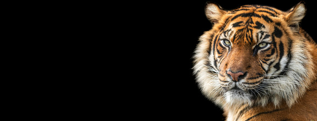 Wall Mural - template of tiger with a black background