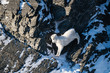 Young Female Dall Sheep in Winter Eating and Walking along Cliff Side