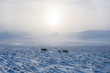 Drone Flying Toward Wild Caribou Herd Eating inside Alaska's Arctic National Wildlife Refuge
