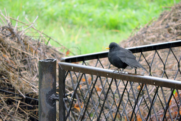 Wall Mural - The Eurasian blackbird sitting on a rusty metal fence