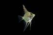 Angelfish pterophyllum scalare aquarium fish isolated on black 
