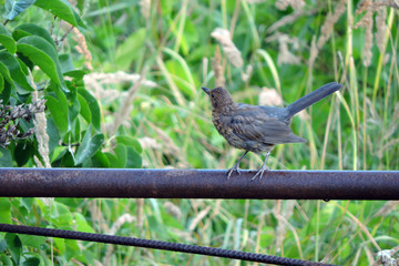 Wall Mural - A dark brown molting juvenile Eurasian blackbird with a raised tail sitting on rusty metal fence