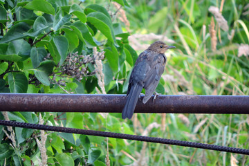 Wall Mural - A dark brown molting juvenile Eurasian blackbird sitting on rusty metal fence