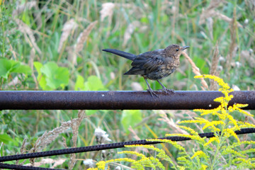 Wall Mural - A dark brown molting juvenile Eurasian blackbird sitting on rusty metal fence