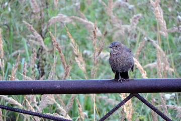 Wall Mural - A dark brown molting juvenile Eurasian blackbird standing on one leg on a rusty metal fence