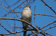 © bogdan vacarciuc - The sparrow sits on the branch warming in the sun. The first days of spring with a beautiful blue sky