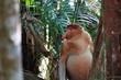 nasenaffe - proboscis monkey