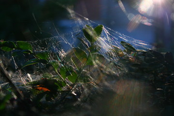  spider web on bushes in the sun