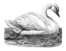 Mute Swan (Cygnus Olor) / Vintage Illustration From Brockhaus Konversations-Lexikon 1908