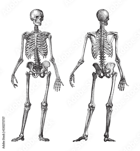 Fotomural Human skeleton front and back view / vintage illustration from Brockhaus Konvers