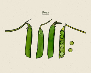 Wall Mural - green peas, hand draw sketch vector.