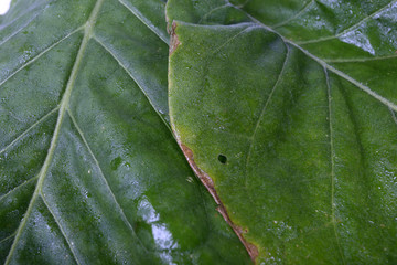 Sticker - Tobacco leaves background