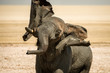 An elephant taking a mud-bath and shaking its head in Etosha, Namibia