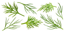 Dill Isolated On White Background With Clipping Path