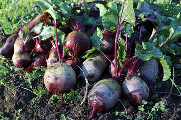 Poster - Beets harvest on field background