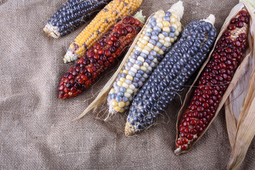 Canvas Print - Colorful corn on bagging. Country style. Harvest