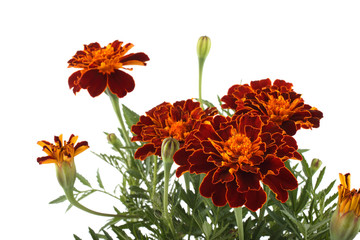 Poster - Growing marigolds isolated on white