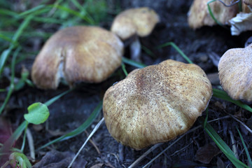 Canvas Print - Growing honey fungus