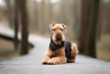 Wall Mural - airedale terrier dog lying down on a wooden trail in the forest