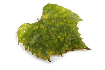 Sticker - Autumn grape leaf