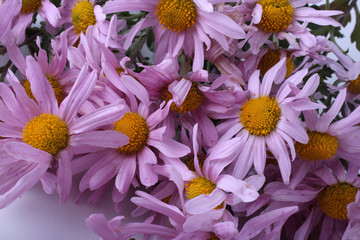 Sticker - Pink chrysanthemums background