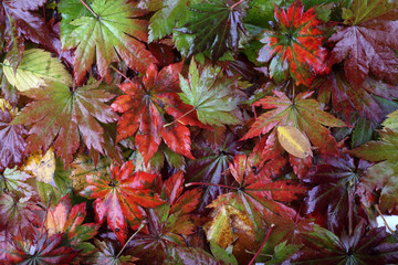 Sticker - Autumn maple leaves background