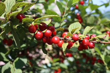 Canvas Print - Nanking cherry bush