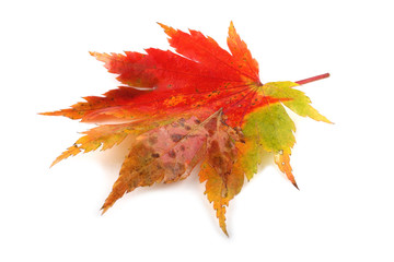 autumn maple leaf