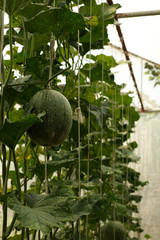 Wall Mural - Melon fruit on green leaves background