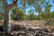 Alice Springs Australia, Gum tree and dry riverbed near Serpentine Gorge