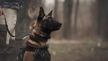 Protect Dog Belgian Malinois On Training