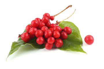 Poster - Schisandra Chinensis isolated on white