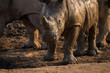 A beautiful close up portrait of a wet baby white rhino at sunset, covered in mud, taken in the Madikwe Game Reserve, South Africa.