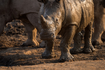 Wall Mural - A beautiful close up portrait of a wet baby white rhino at sunset, covered in mud, taken in the Madikwe Game Reserve, South Africa.