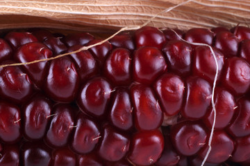 Canvas Print - Red corn background