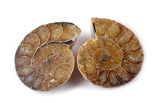 Ammonite Halves Isolated On White