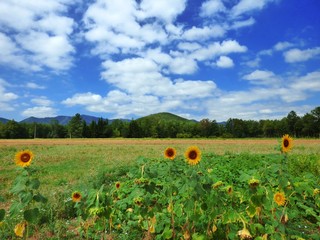 Canvas Print - field